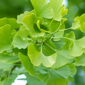 Pineal Guardian Ingredients 