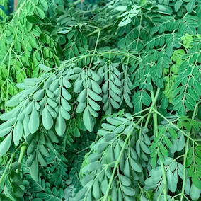 Pineal Guardian Ingredients 